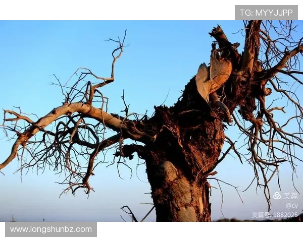 詹姆斯:篮球之王的传奇旅程与不屈精神的启示
